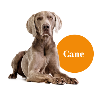 cane