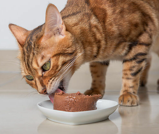 mousse natù per gatti